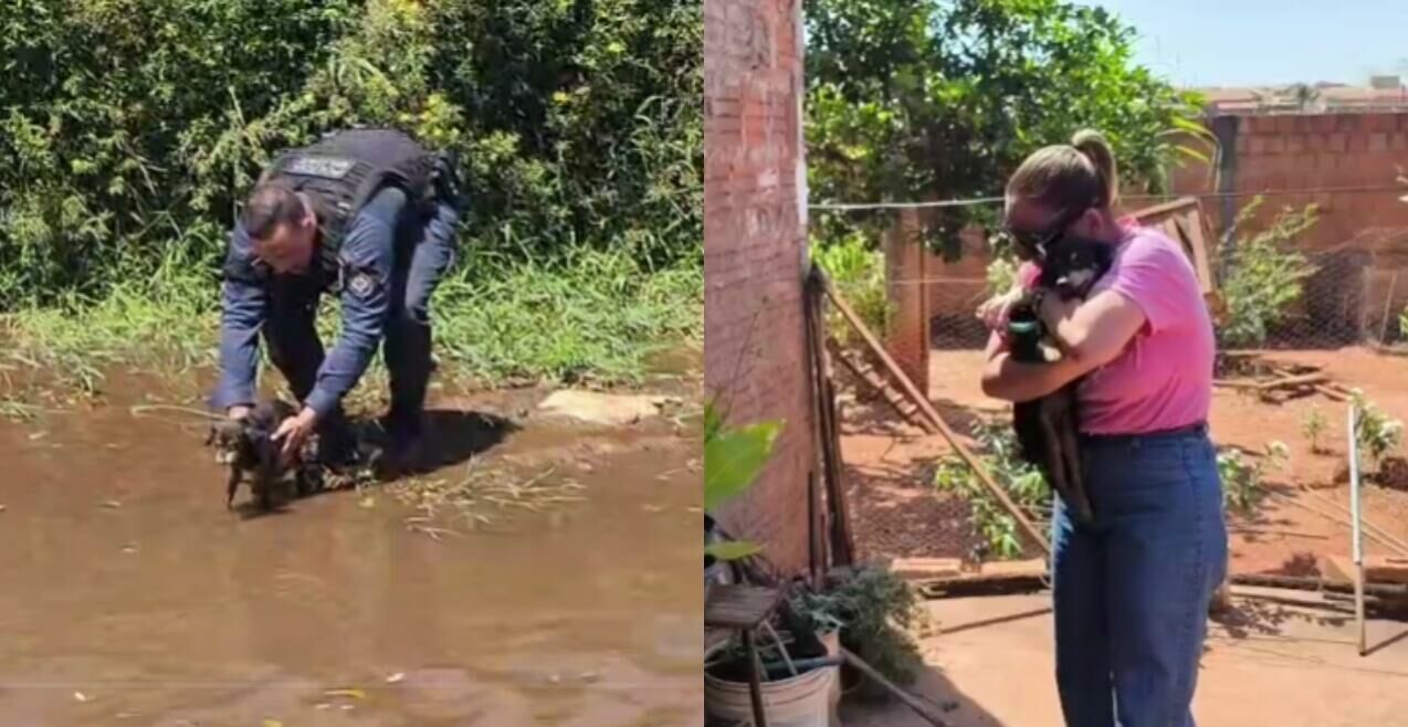 Imagem de compartilhamento para o artigo Polícia resgata cadela cega prestes a se afogar e promove reencontro emocionante com tutora em Paranaíba (vídeo) da MS Todo dia